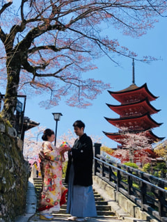 満開の桜の下で 〜宮島〜