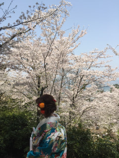 宮島春爛漫♪満開の桜で前撮りの幸せカップル♪